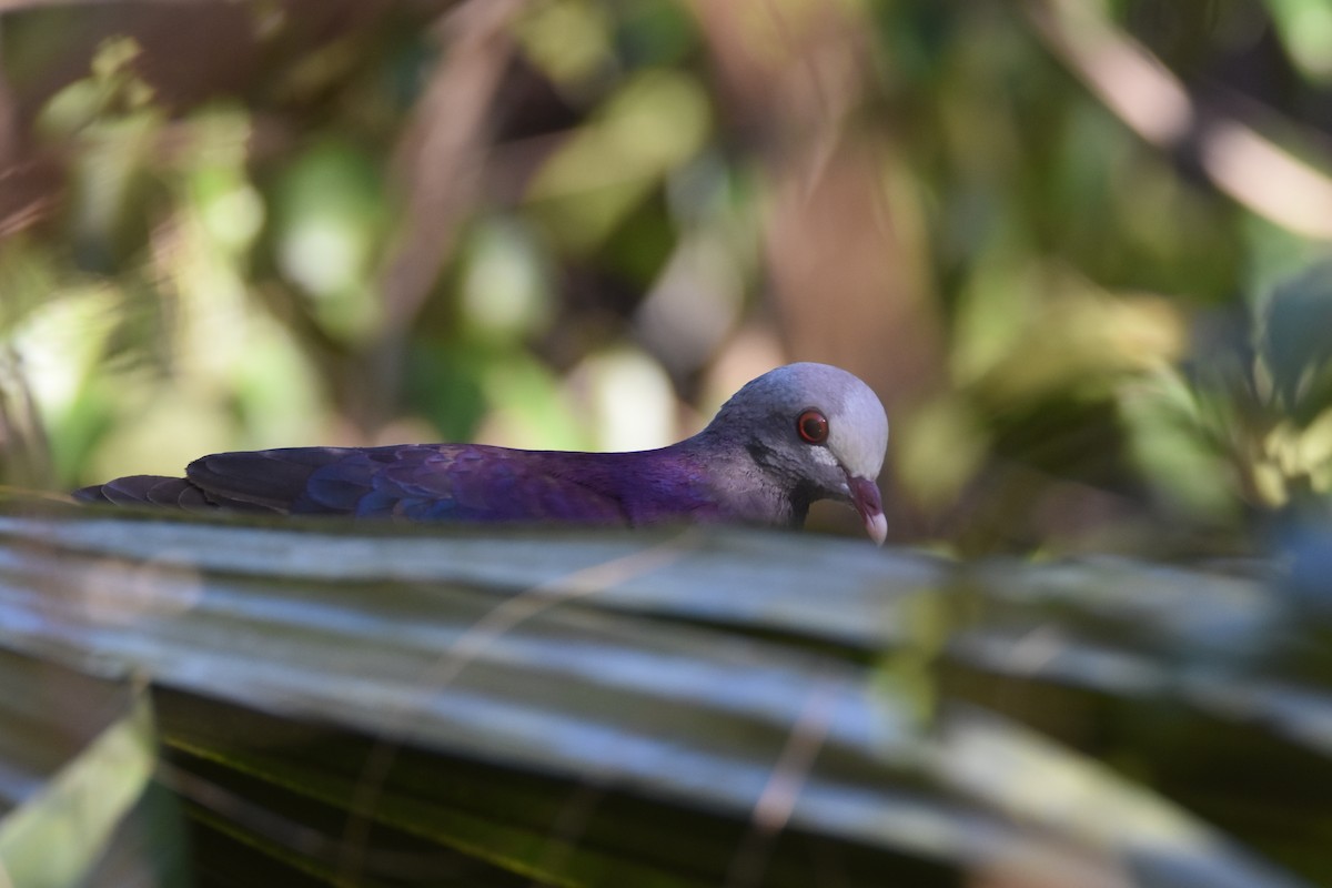 Gray-fronted Quail-Dove - ML211246851