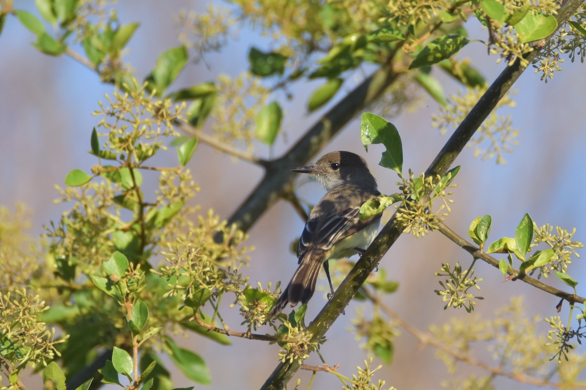 La Sagra's Flycatcher - ML211246941