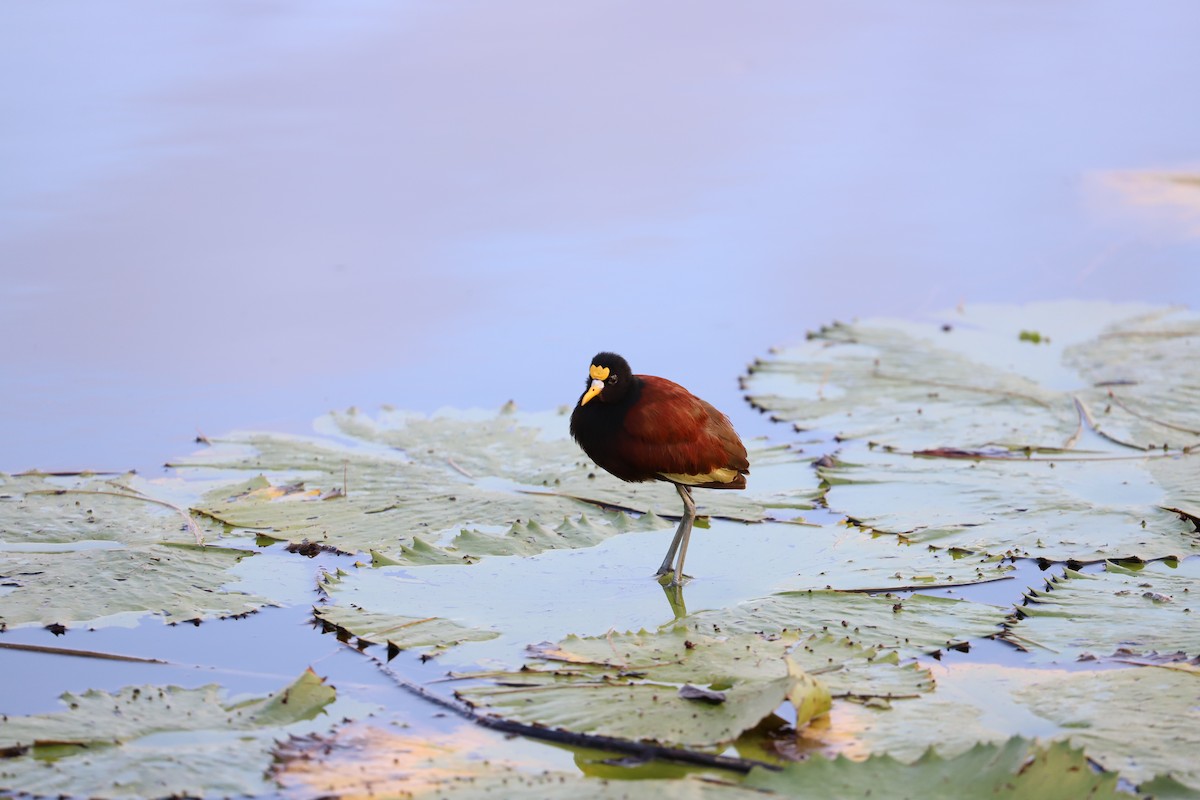 Northern Jacana - ML211247791