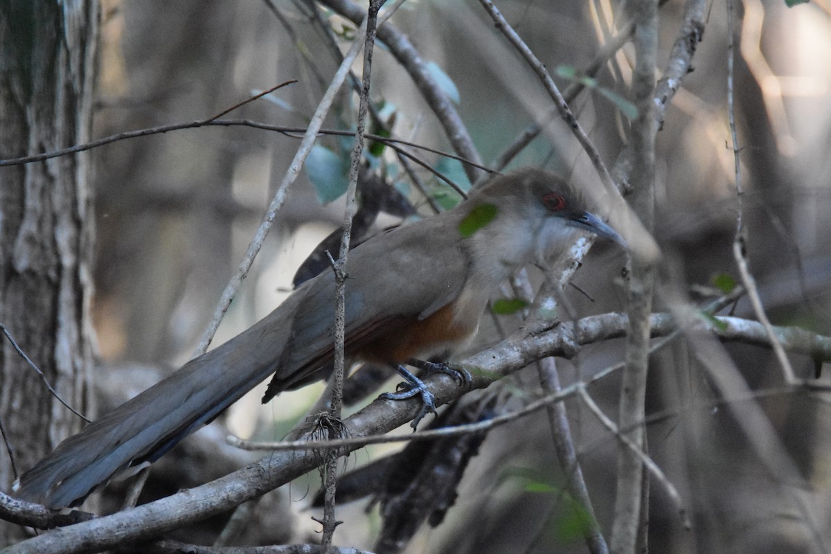 Great Lizard-Cuckoo (Cuban) - ML211248211