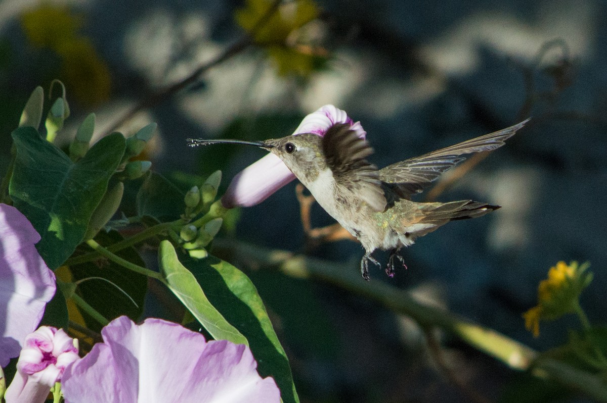 Oasis Hummingbird - Benjamin Gallardo