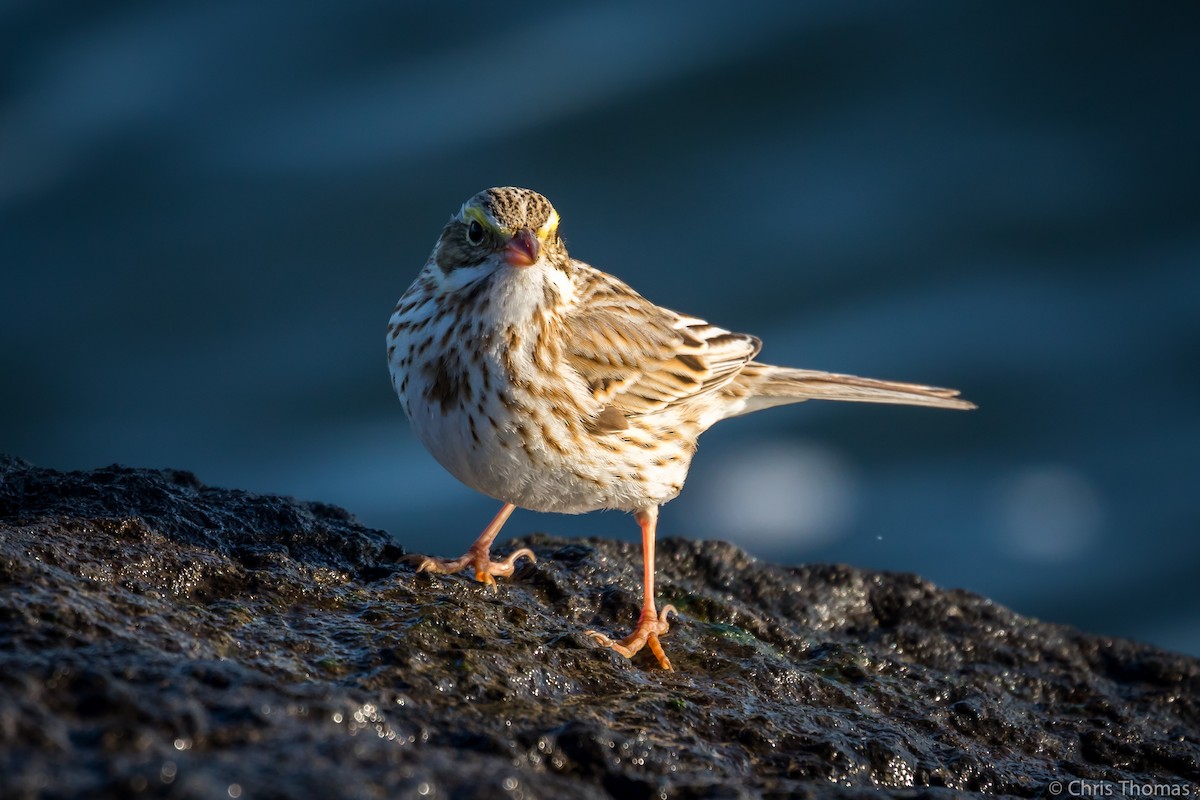 Savannah Sparrow (Ipswich) - ML211248841
