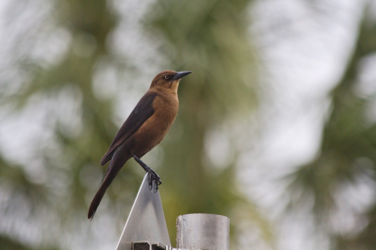 Boat-tailed Grackle - ML211249631