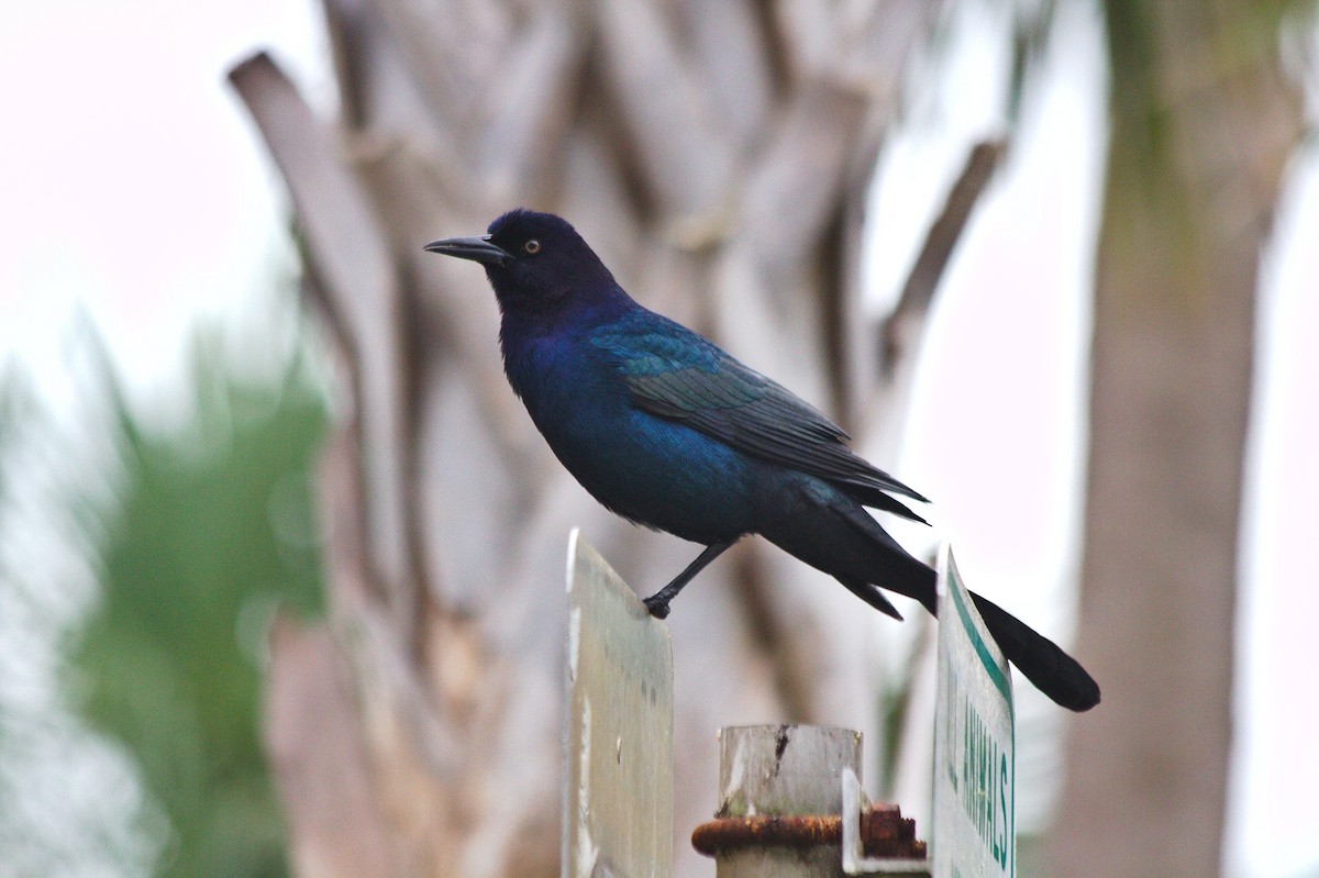 Boat-tailed Grackle - ML211249711
