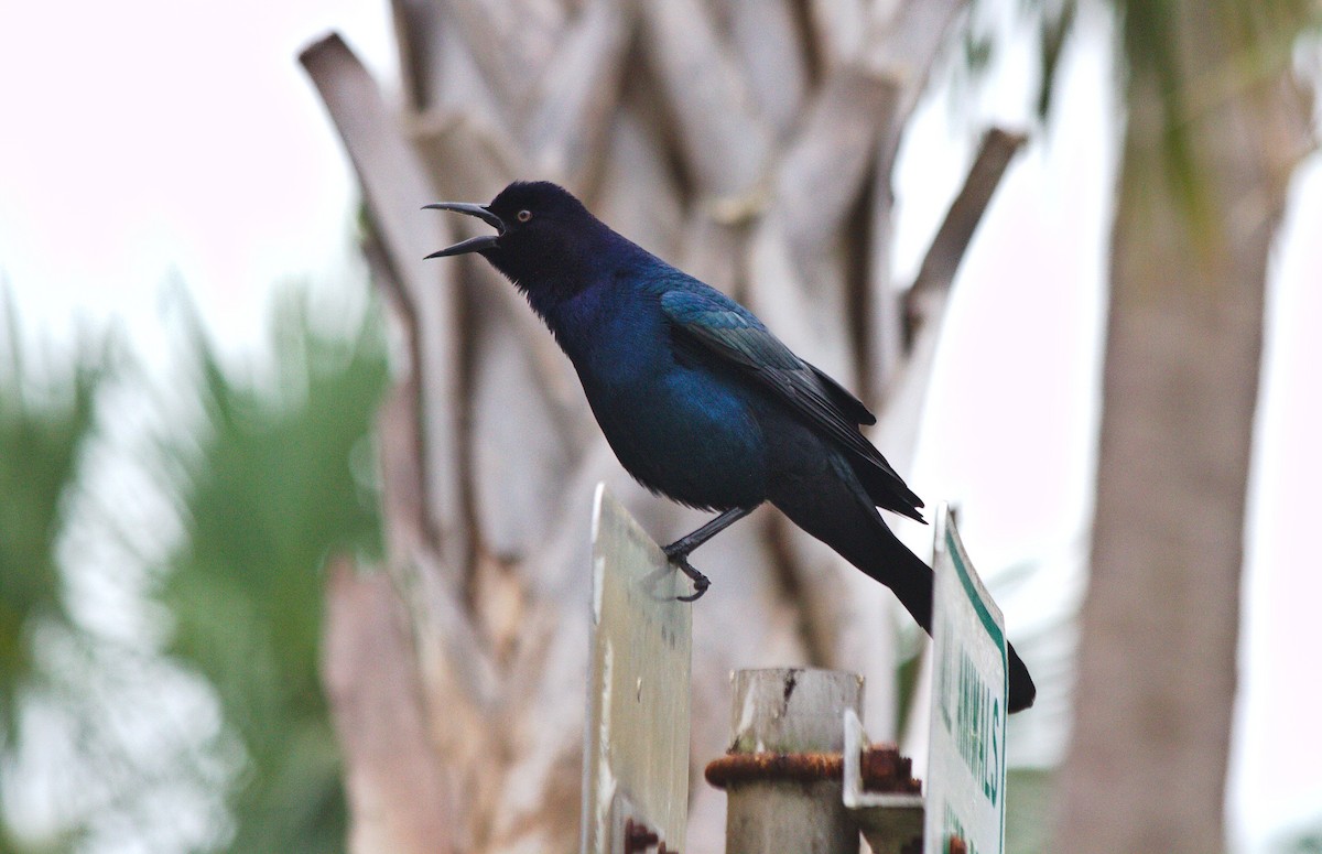 Boat-tailed Grackle - ML211249721