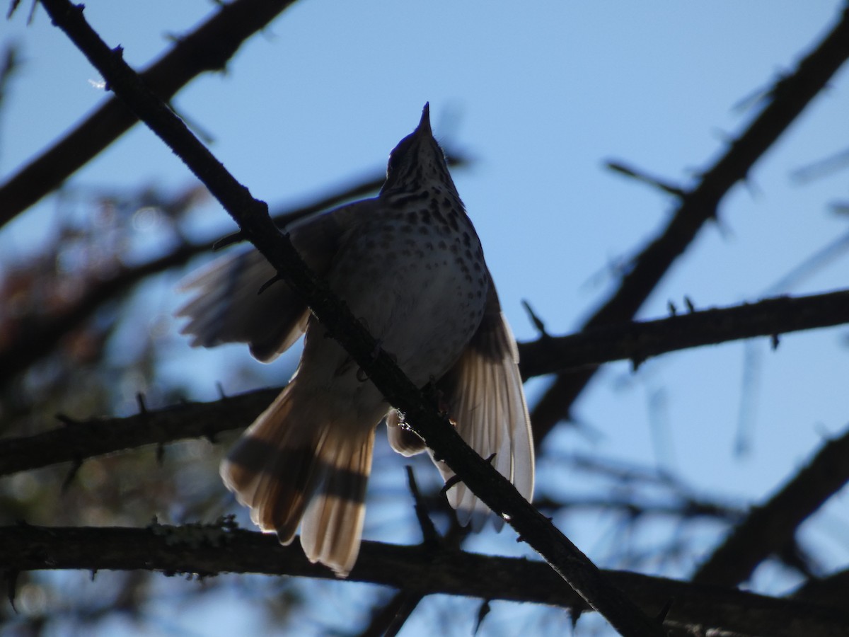 Hermit Thrush - ML211249951