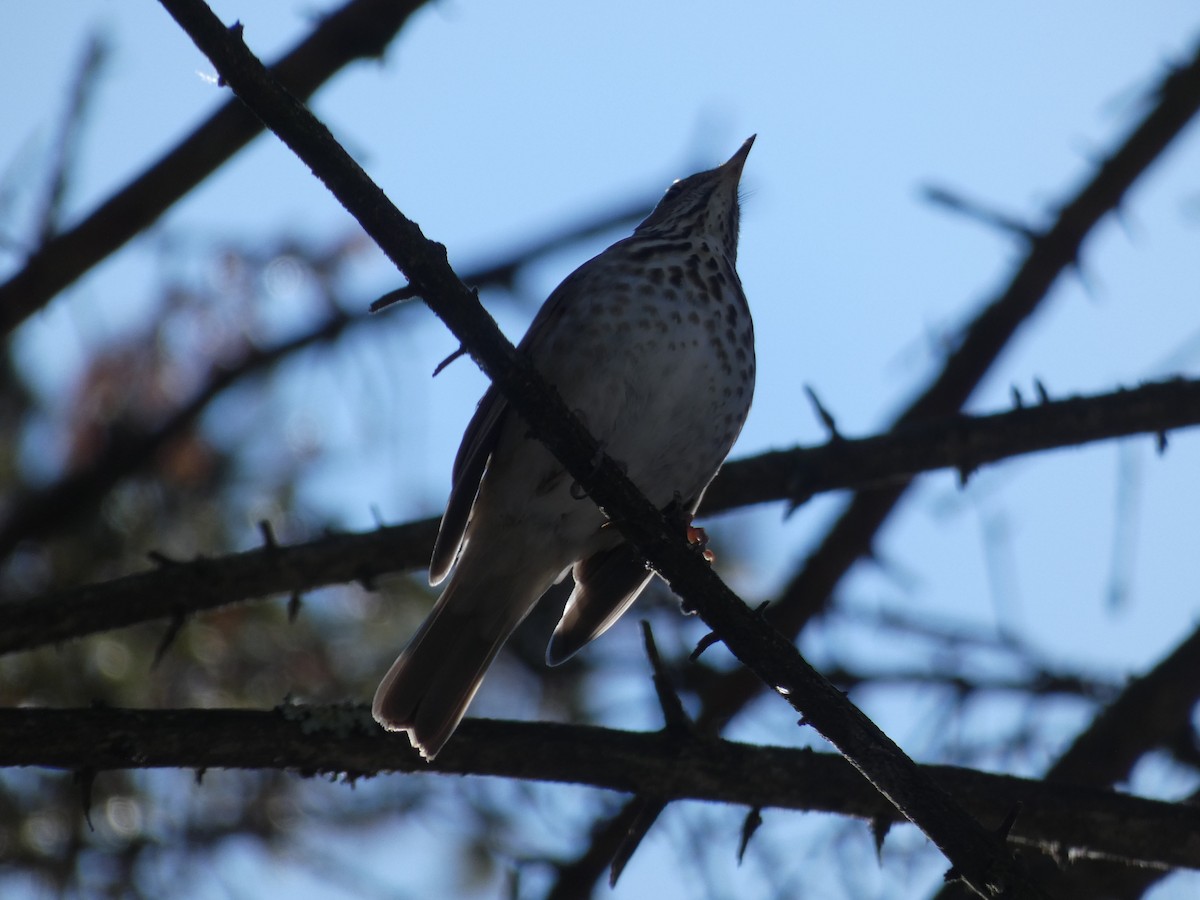 Hermit Thrush - Nicholas Sly