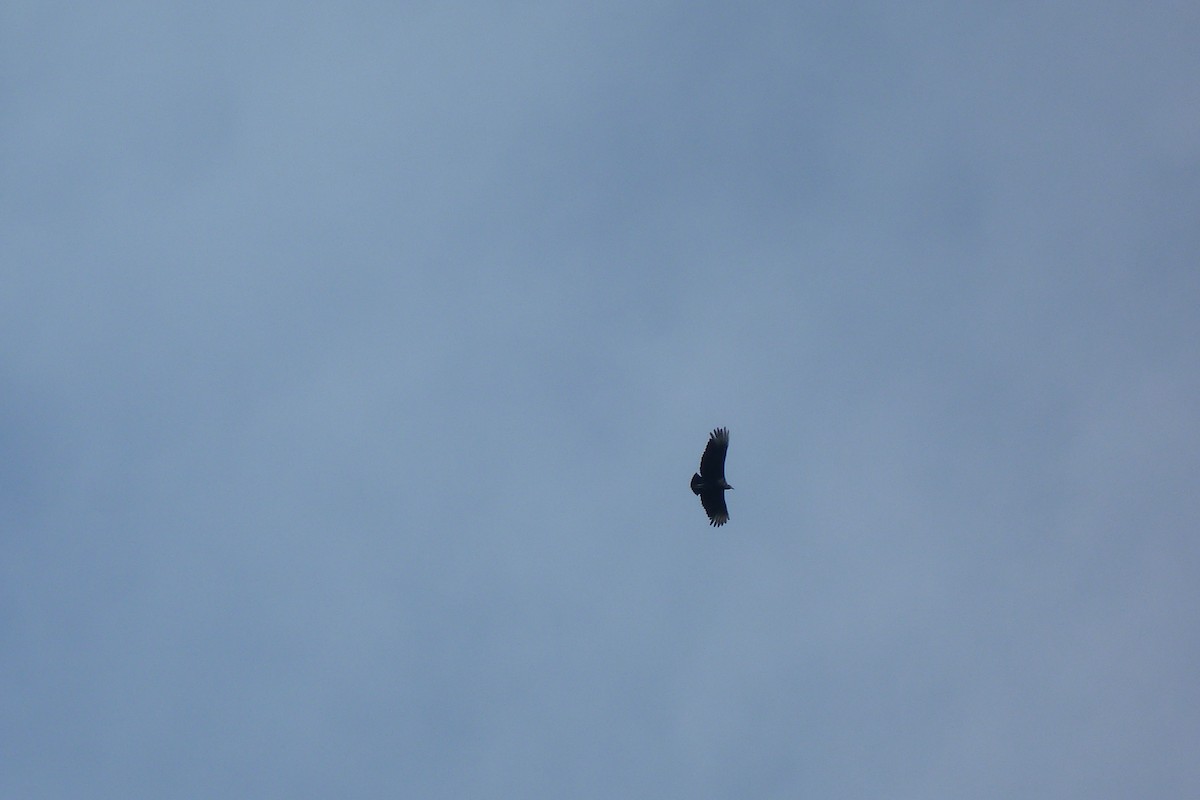 Black Vulture - Melody Walsh