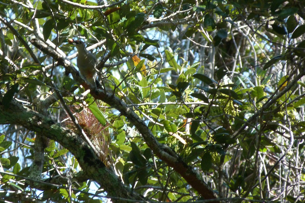 Red-bellied Woodpecker - Melody Walsh