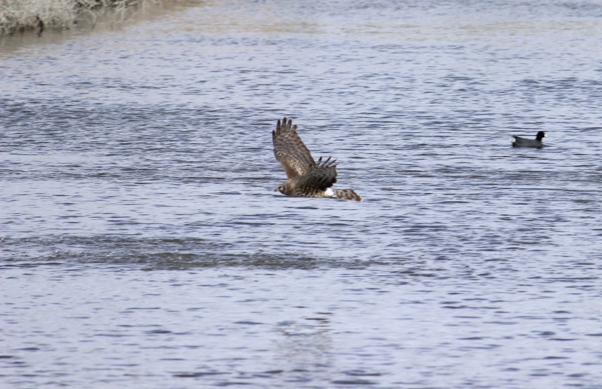 Northern Harrier - Kari Cohen