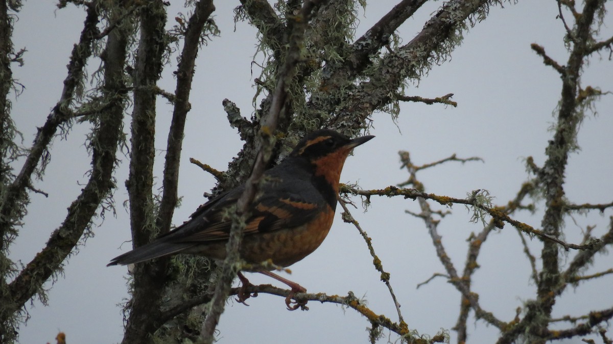 Varied Thrush - Curtis Mahon