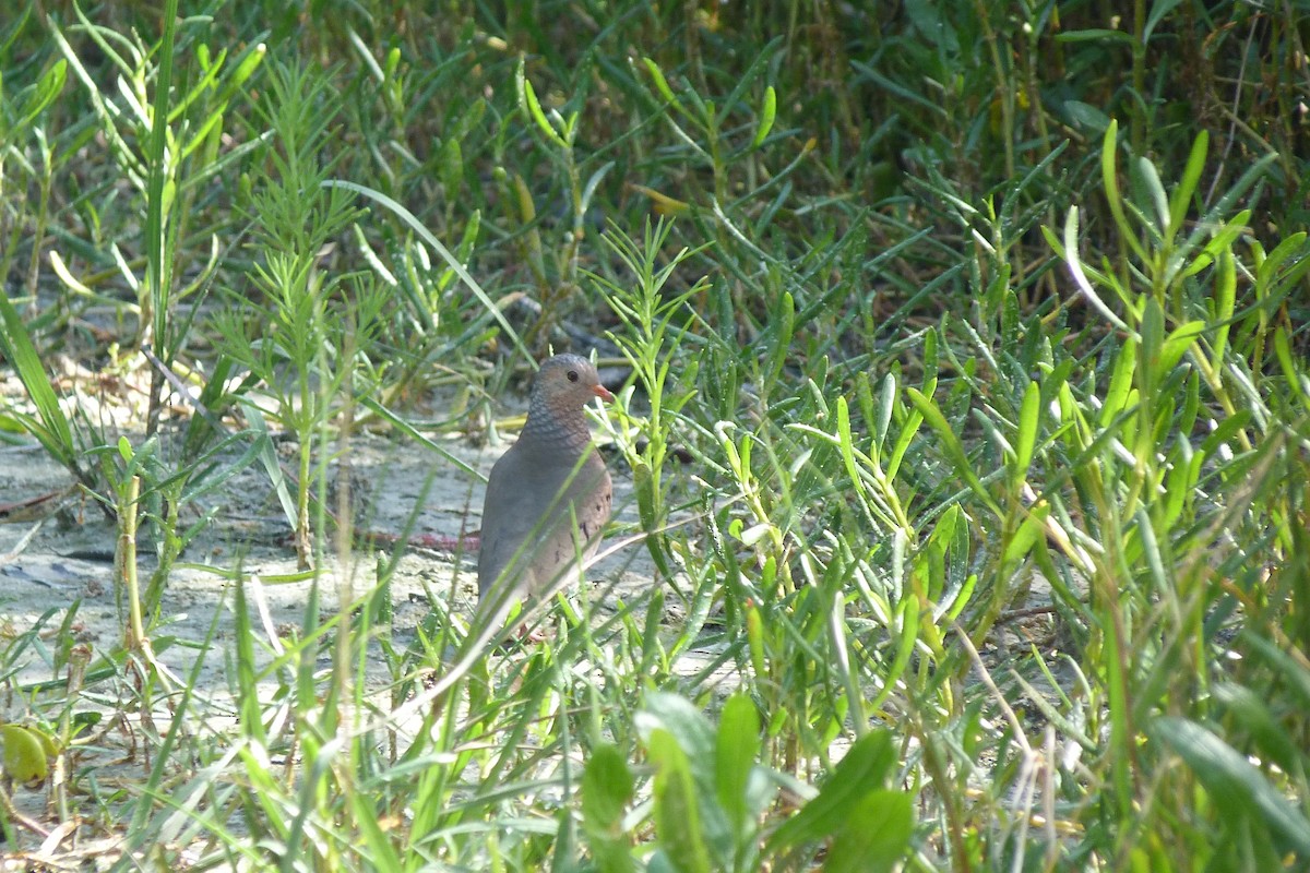 Common Ground Dove - ML21125331