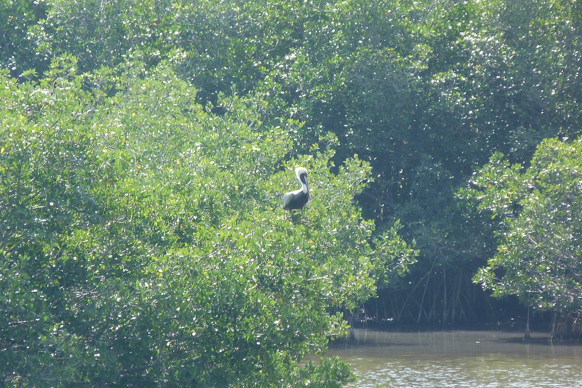 Brown Pelican - Melody Walsh