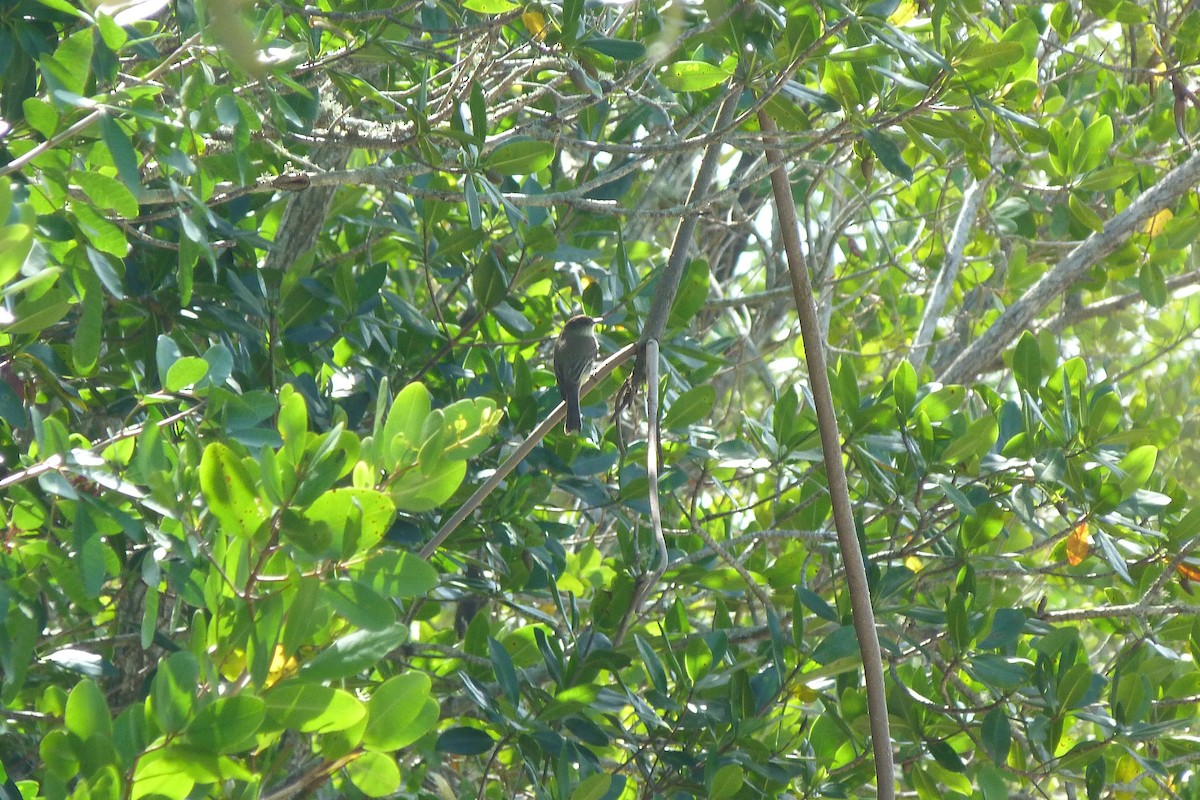 Eastern Phoebe - Melody Walsh