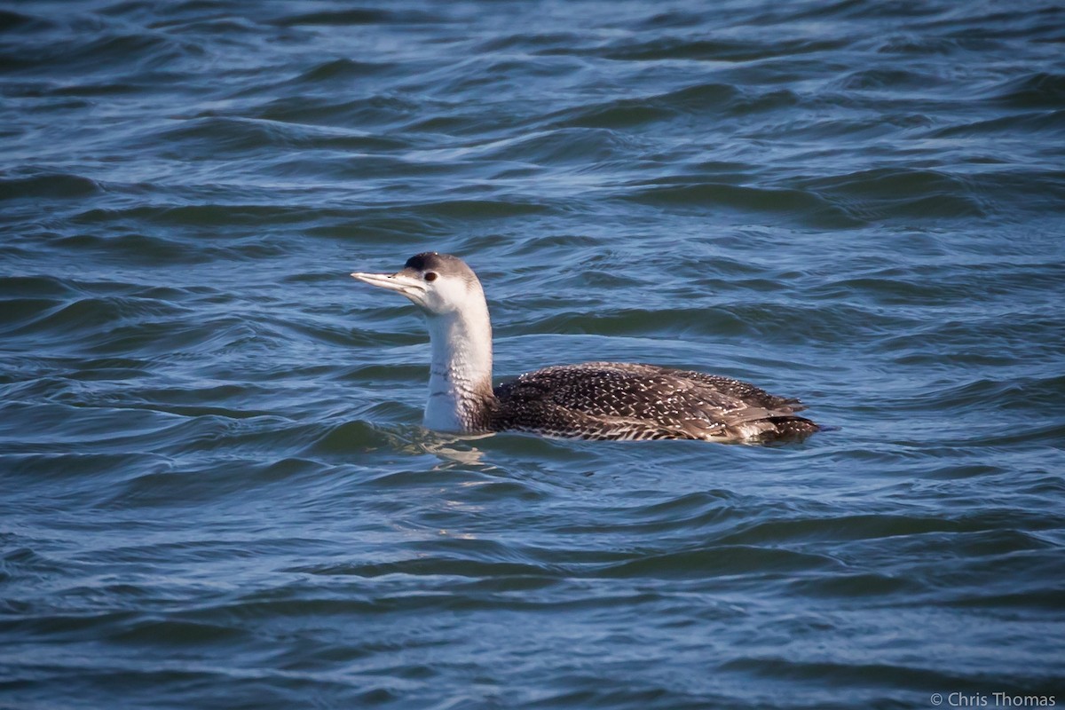 Red-throated Loon - ML211257331