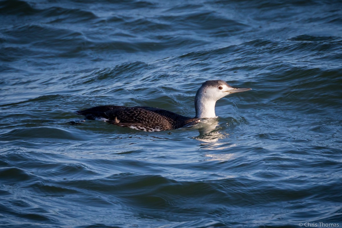 Red-throated Loon - ML211257531
