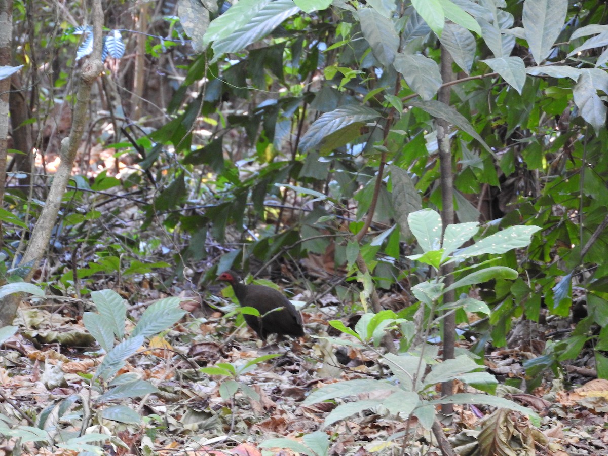 Philippine Megapode - ML21125941