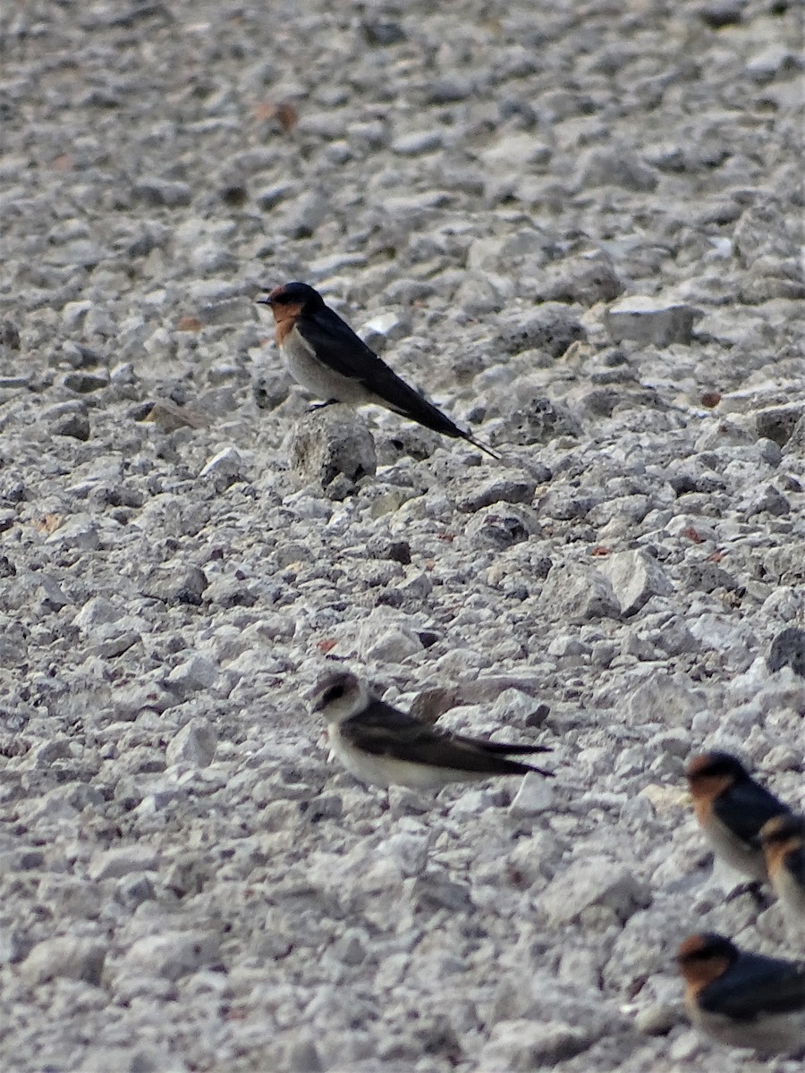 Golondrina Arborícola - ML211259611