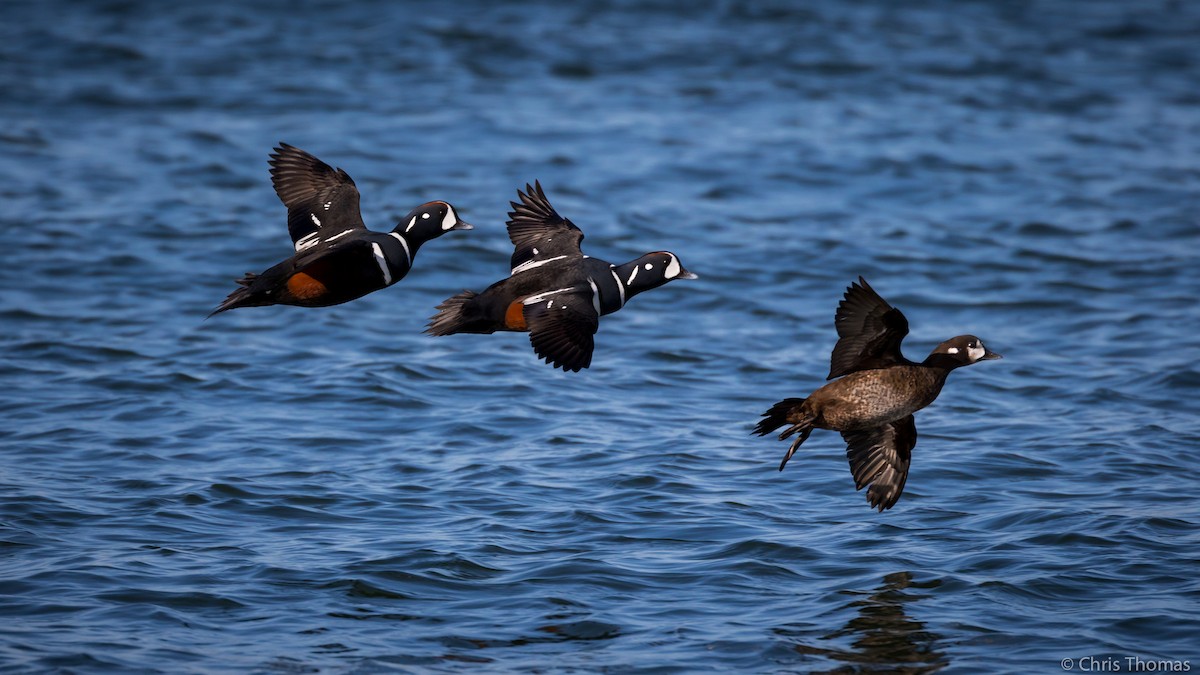 Harlequin Duck - ML211261471