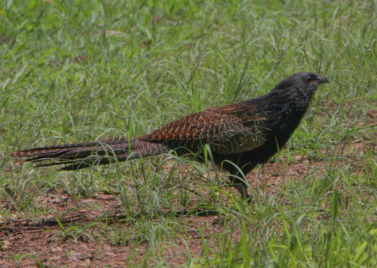 Pheasant Coucal - Sandra Gallienne