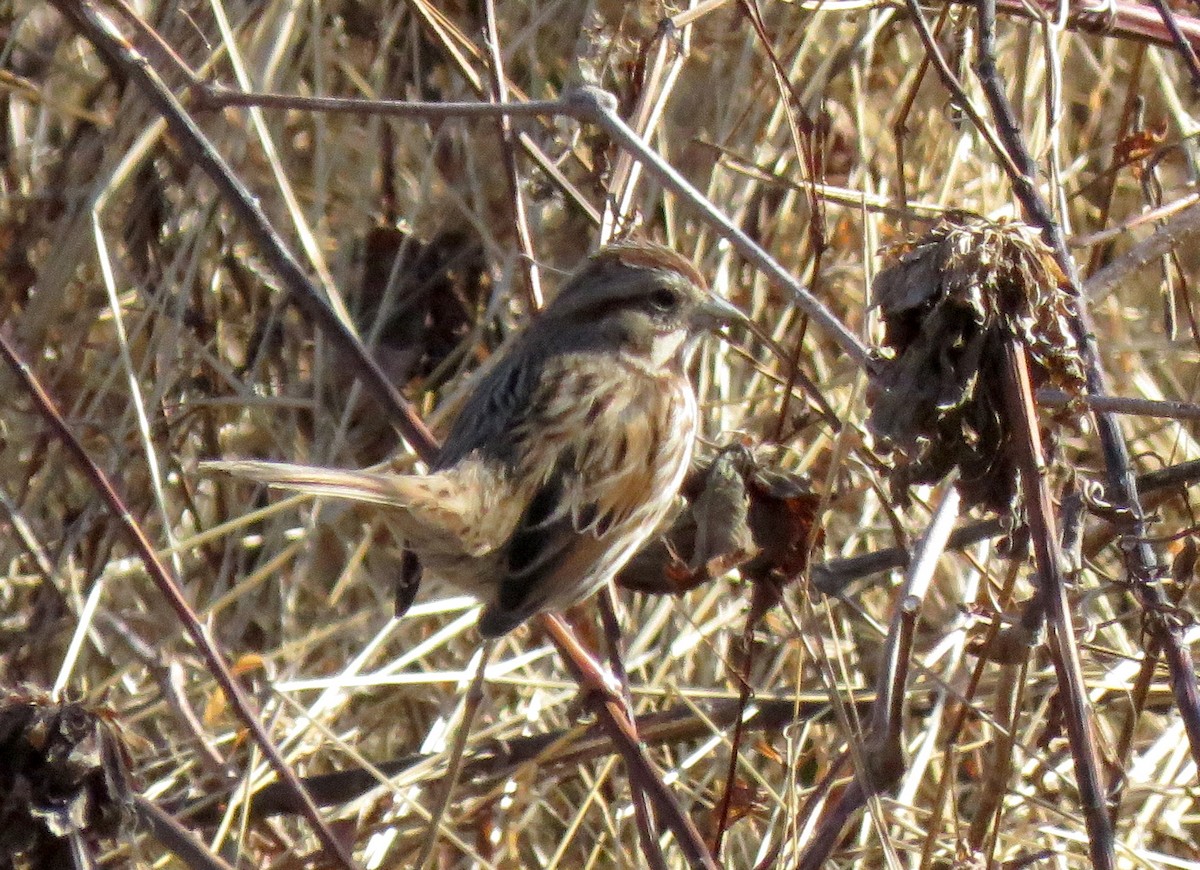 Song Sparrow - Bill Halverson