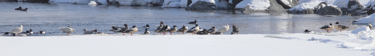 Common Merganser - john tuach