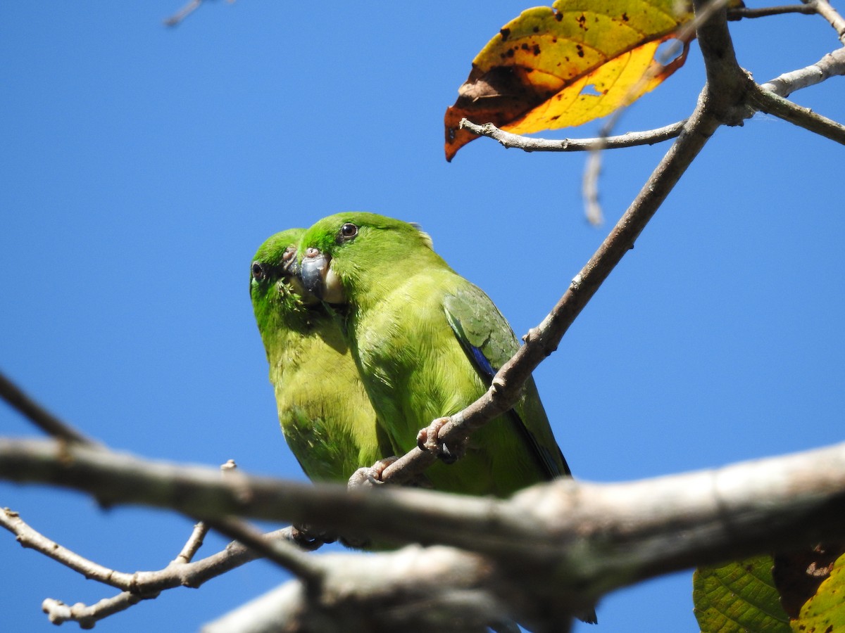 Dusky-billed Parrotlet - Rene Santos