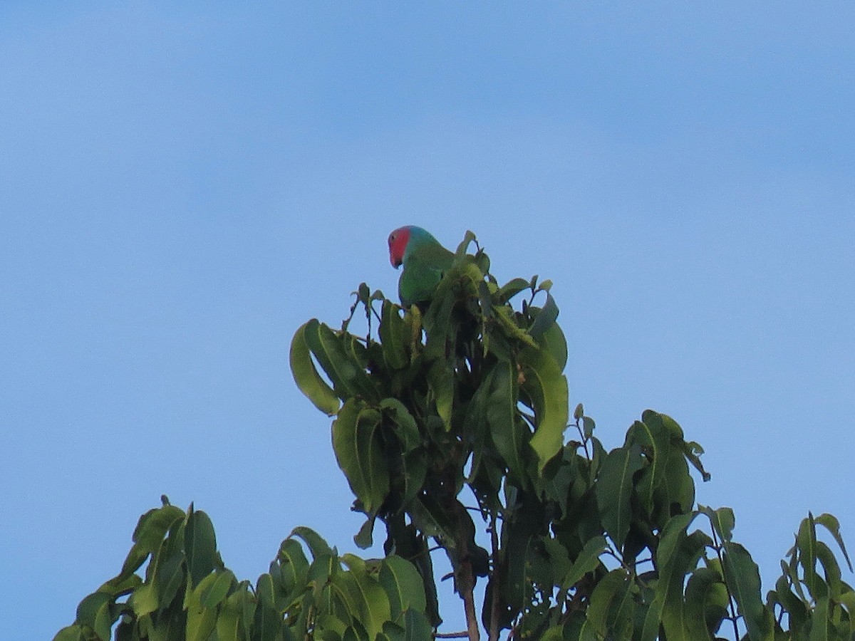 Red-cheeked Parrot - Simon Thornhill