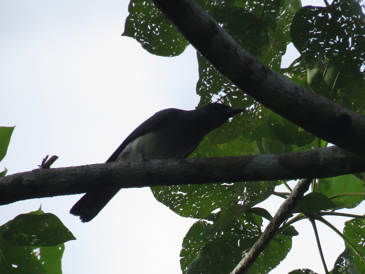 Moluccan Cuckooshrike - ML211270621