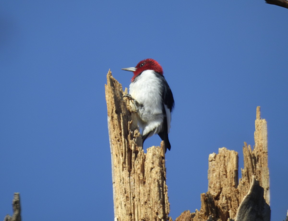 Pic à tête rouge - ML211270931