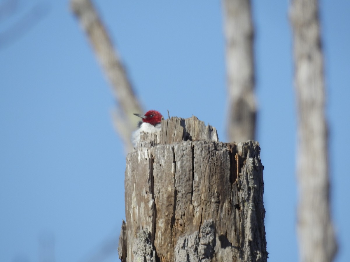 Red-headed Woodpecker - ML211270971