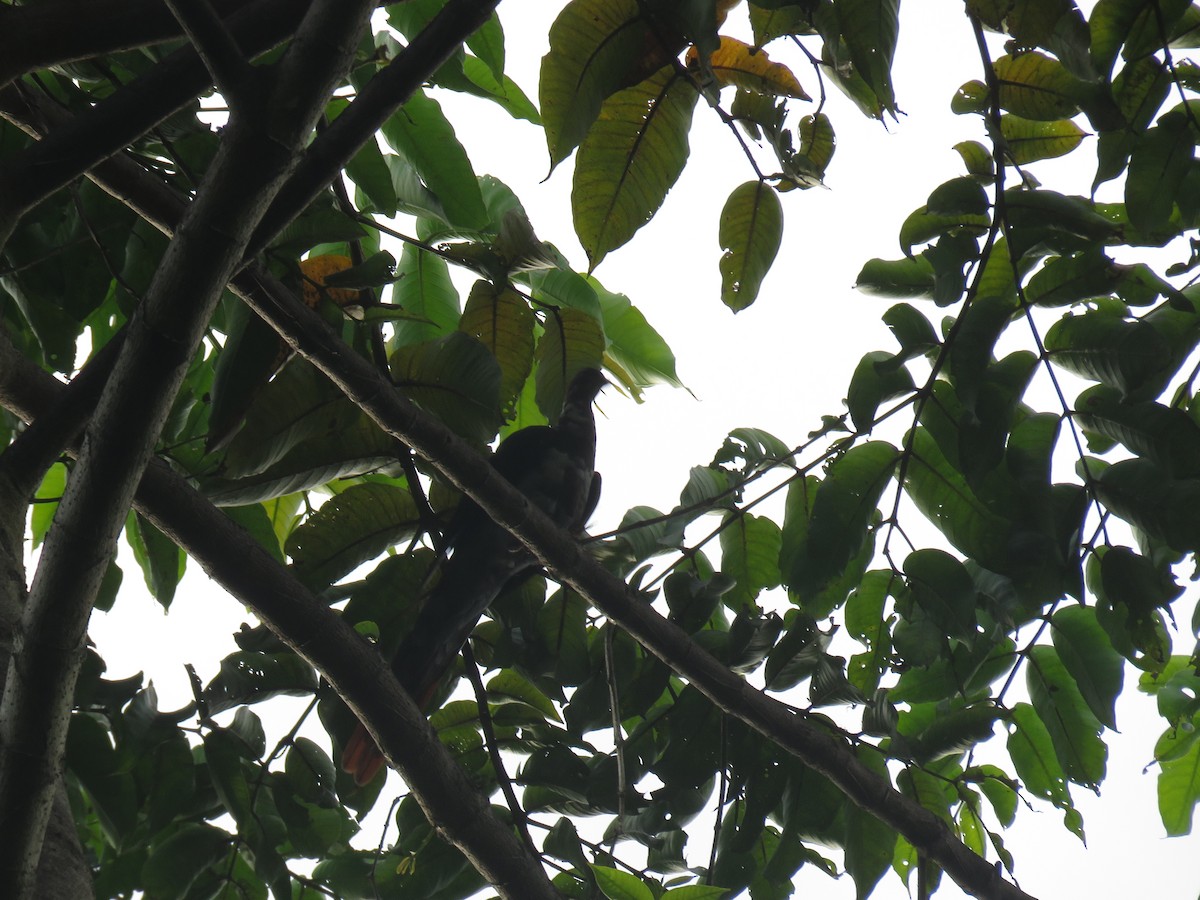 Great Cuckoo-Dove - ML211271051