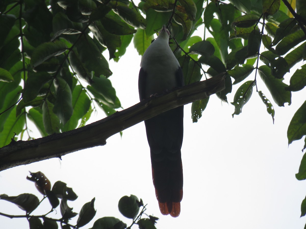 Great Cuckoo-Dove - ML211271091