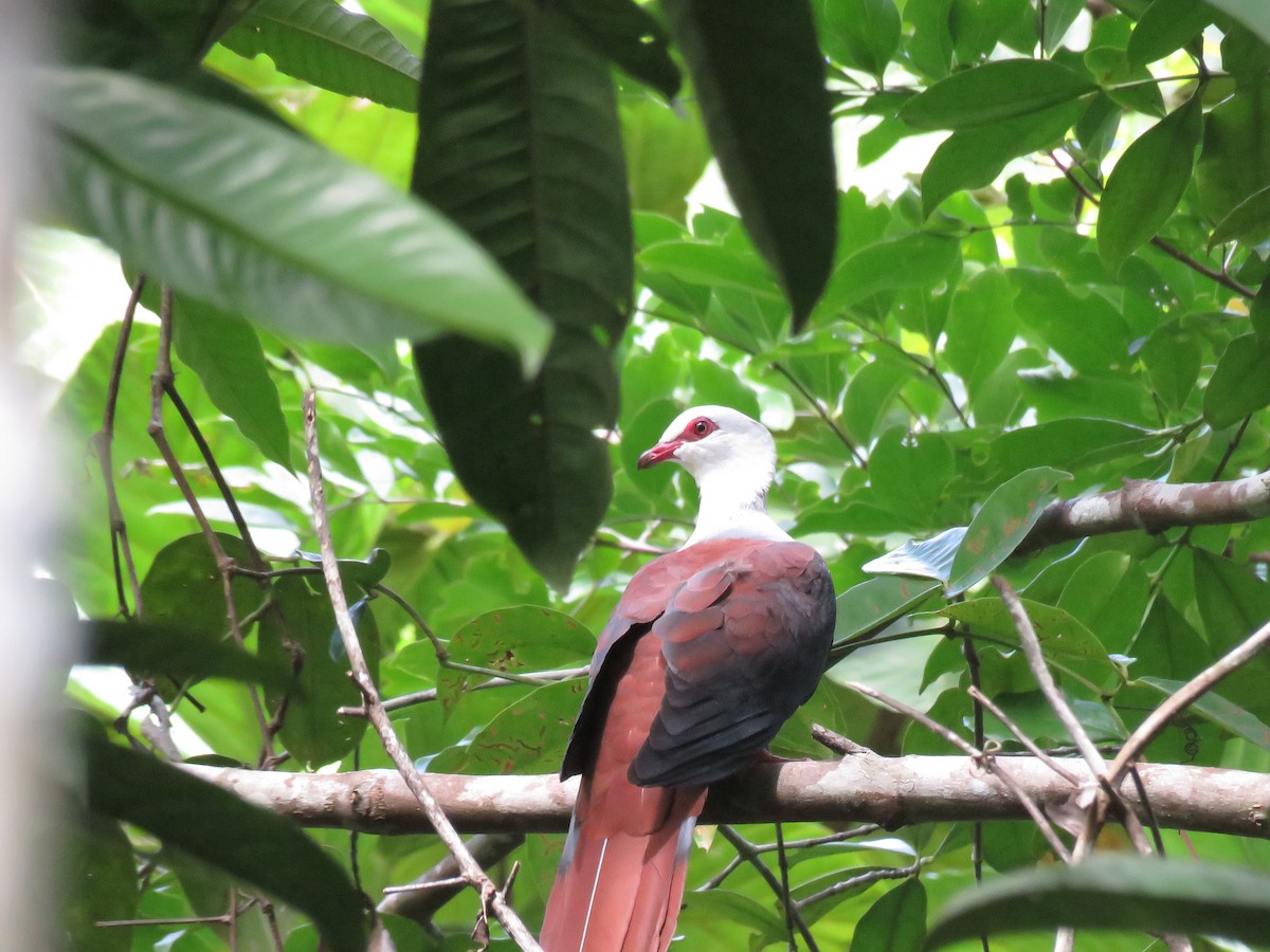 Great Cuckoo-Dove - ML211271131