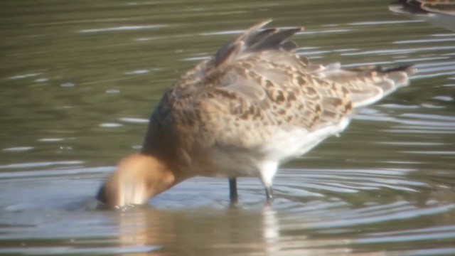 Black-tailed Godwit - ML211271691