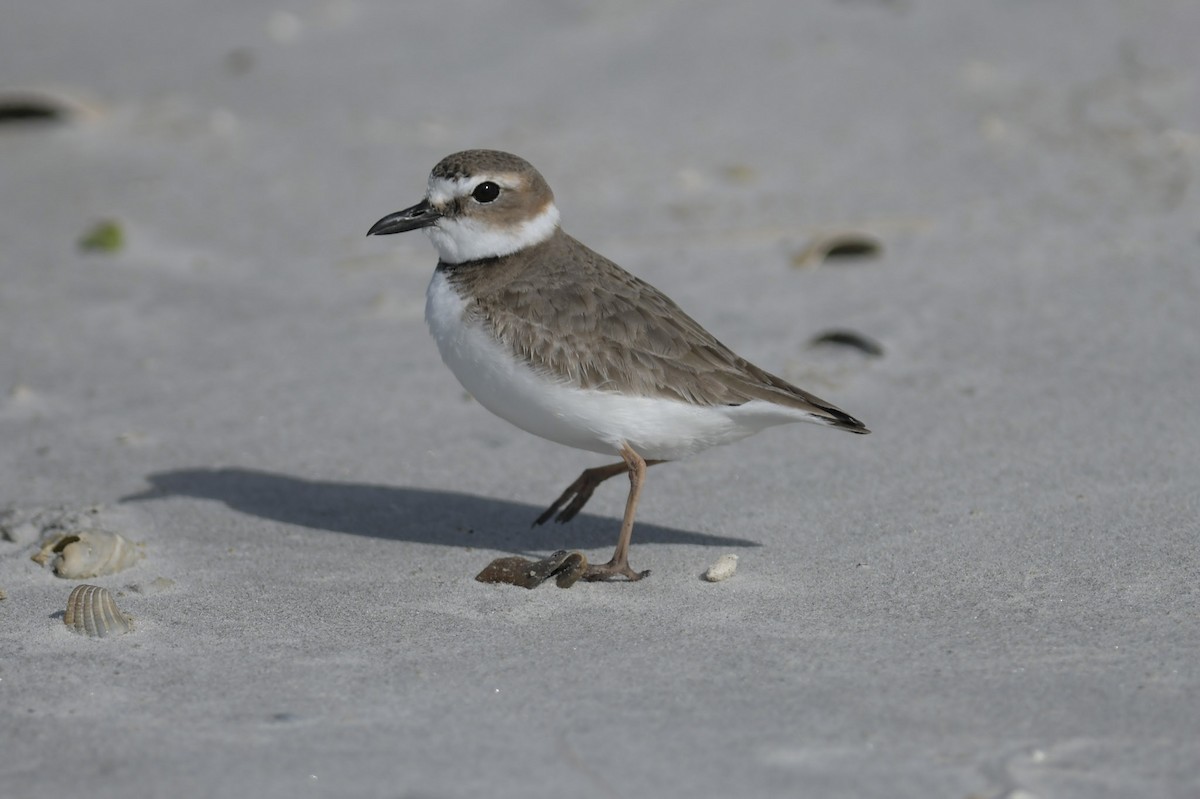 Wilson's Plover - Mike Charest