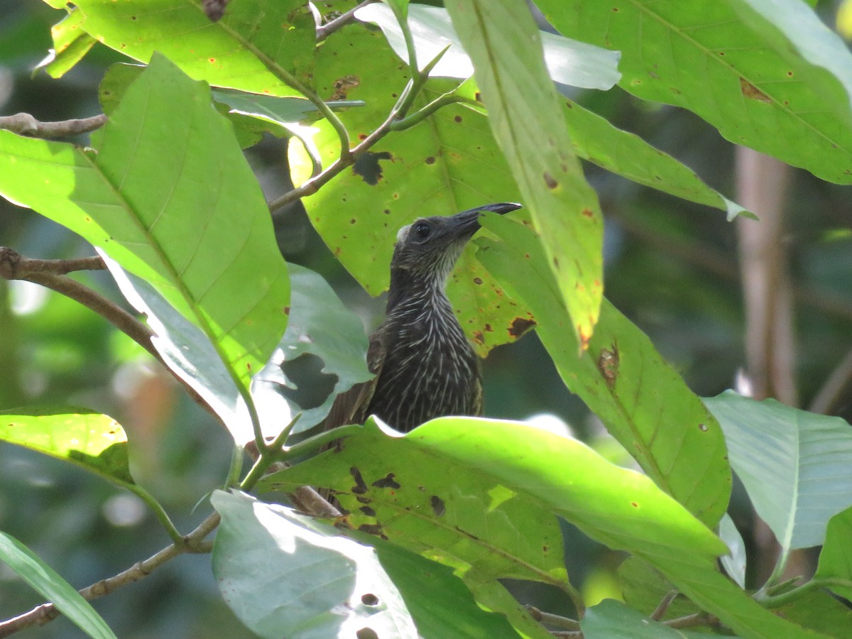 White-streaked Friarbird - ML211273401