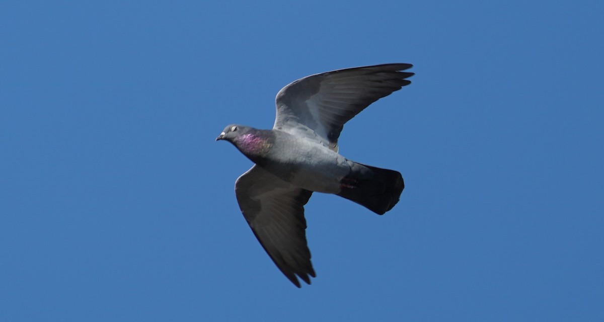 Rock Pigeon (Feral Pigeon) - Sunil Thirkannad