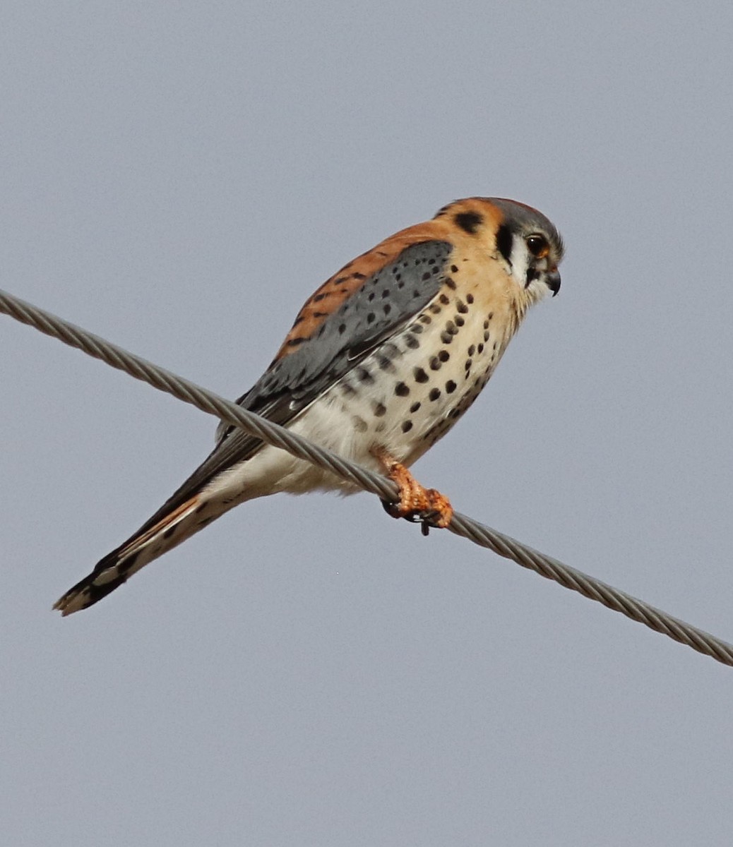 American Kestrel - ML211274421