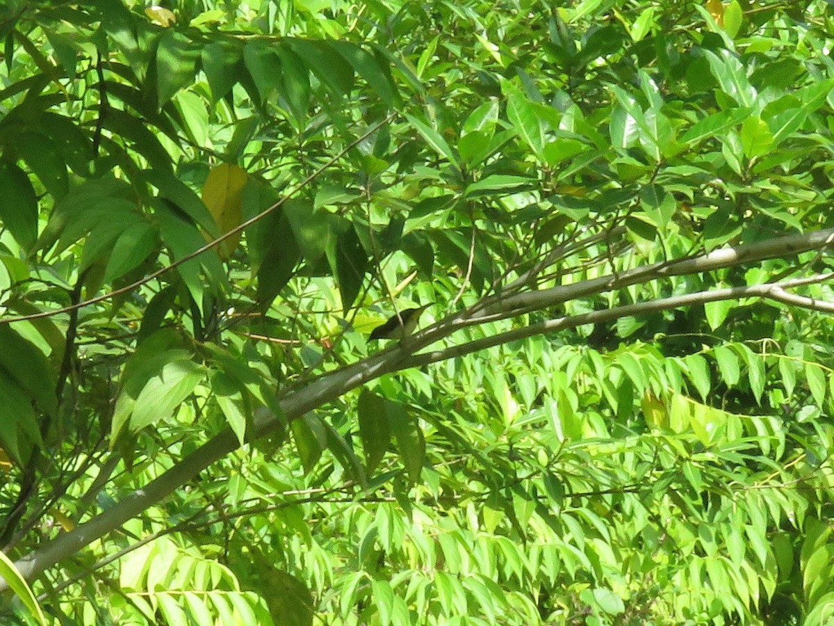 Braunscheitel-Brillenvogel (fuscifrons) - ML211274691