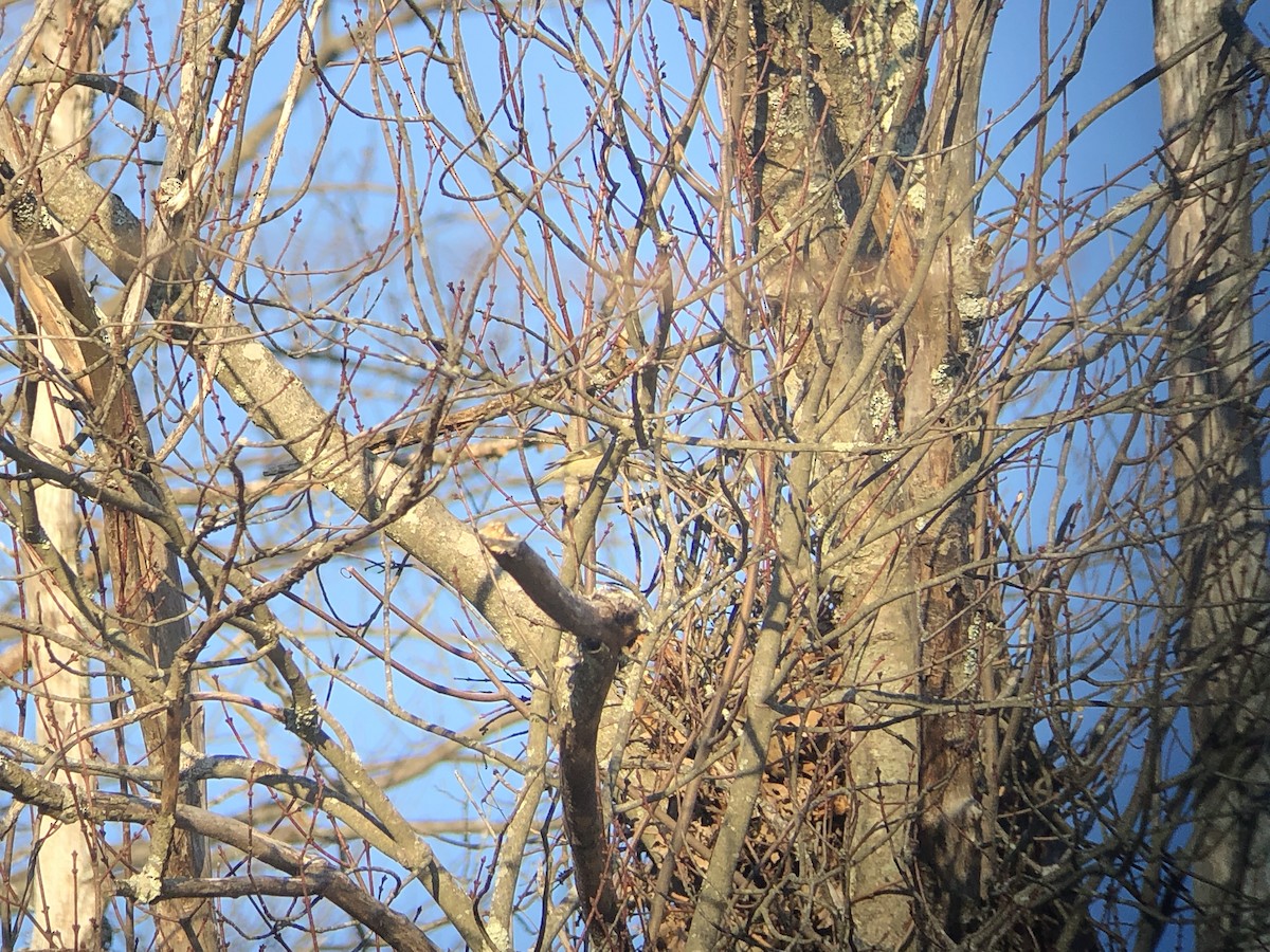 Ruby-crowned Kinglet - ML211275471