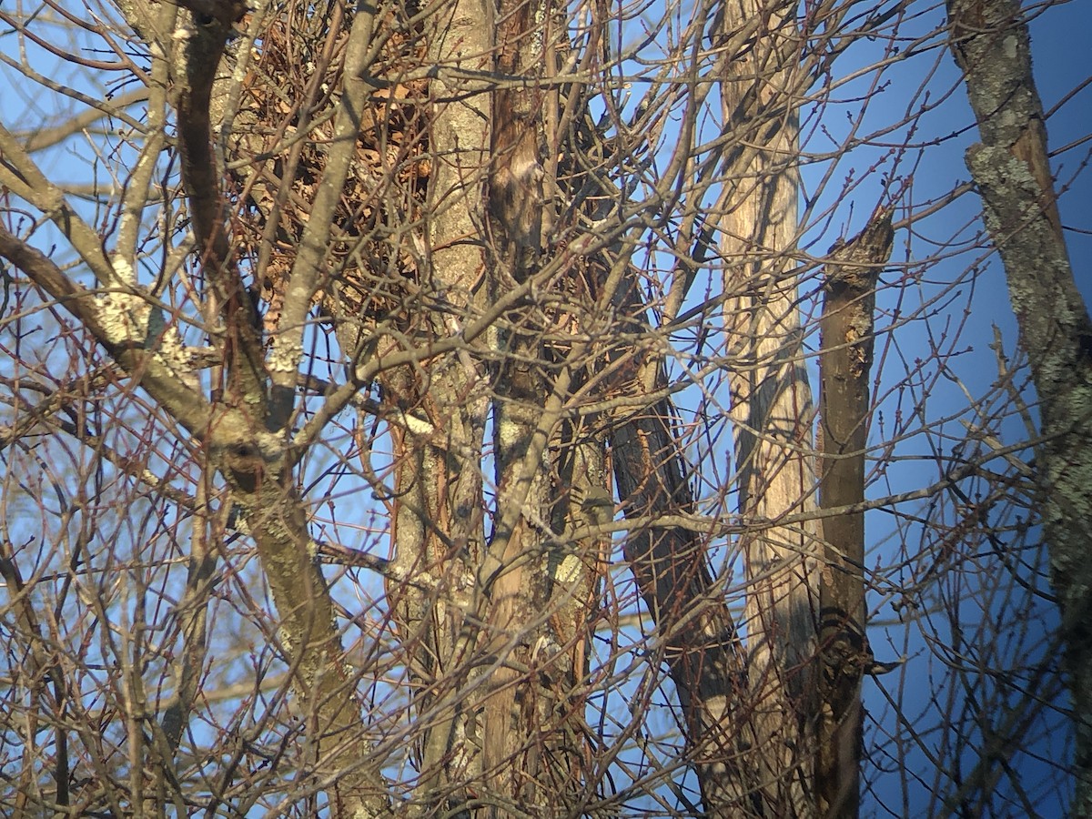 Ruby-crowned Kinglet - Marshall Iliff