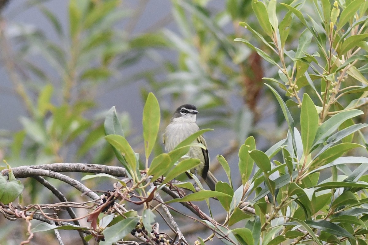 Spectacled Tyrannulet - ML211276061