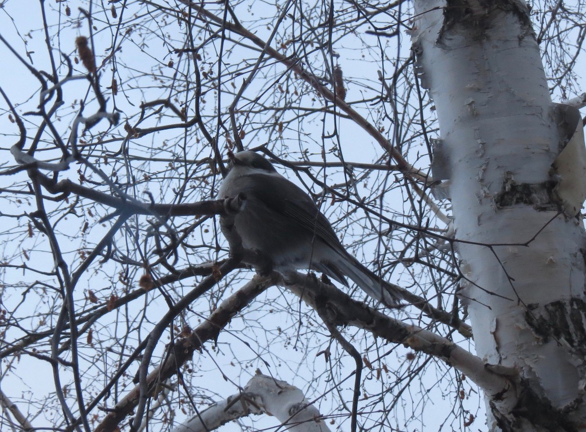 Canada Jay - ML211276741