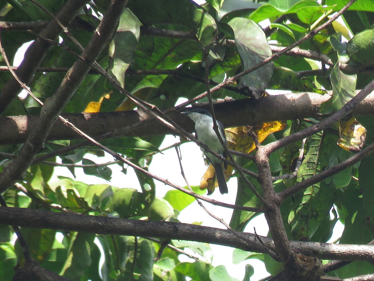 Moluccan Flycatcher - ML211278021