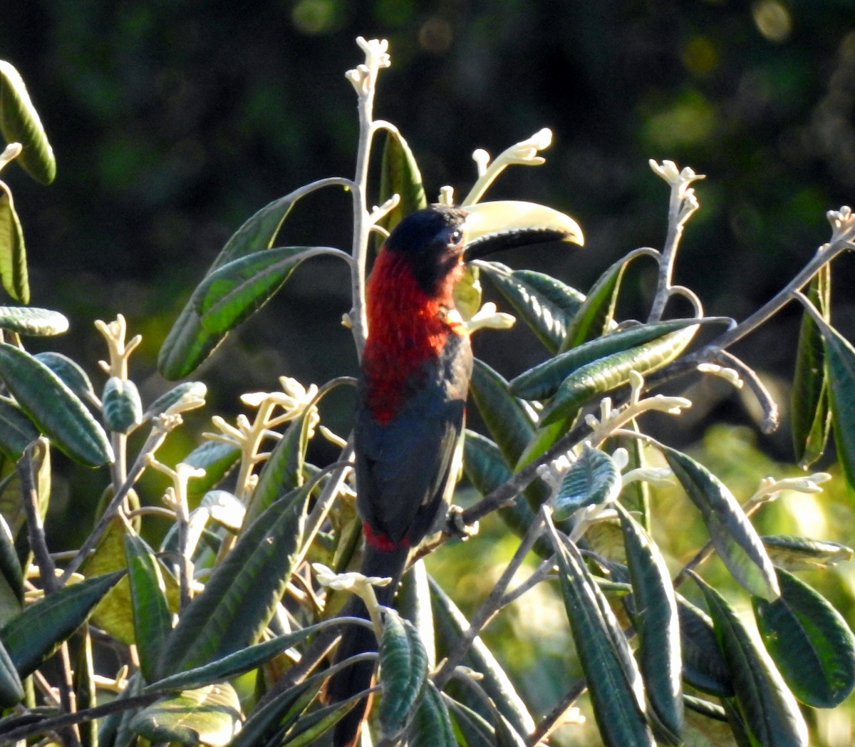 Red-necked Aracari - ML211280081