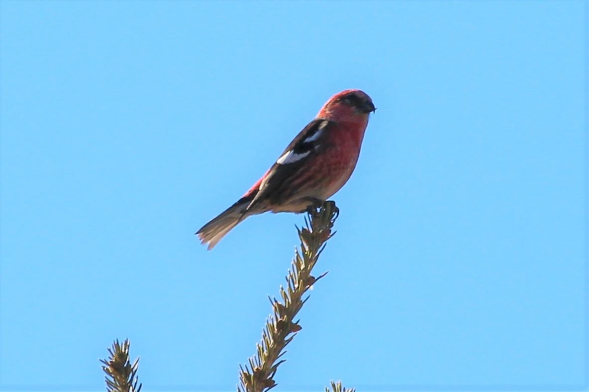 White-winged Crossbill - ML211280091