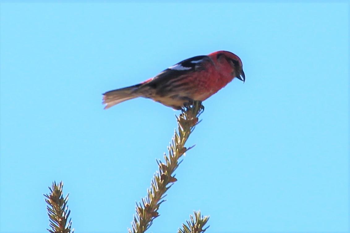 White-winged Crossbill - Terry Pflugrad