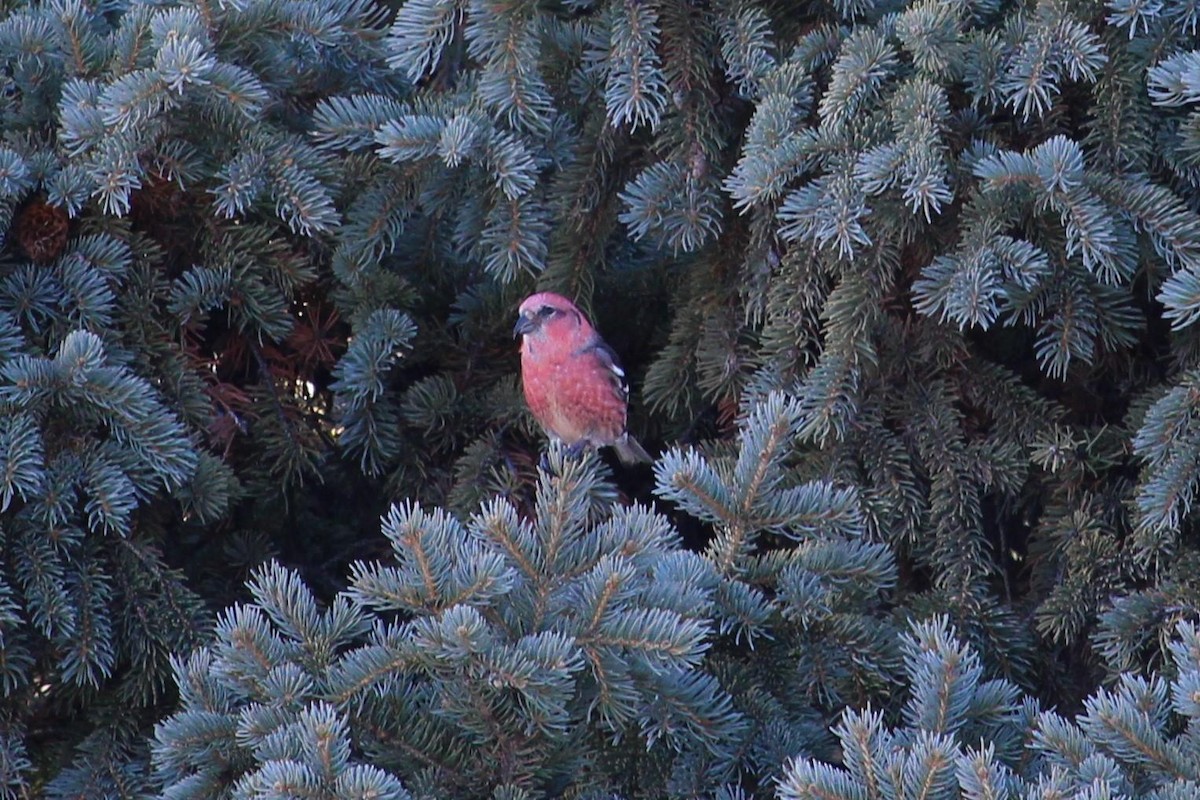 White-winged Crossbill - ML211280121