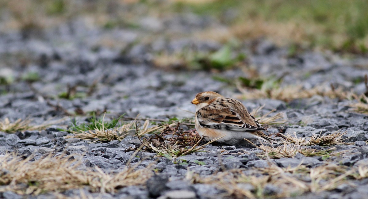 Snow Bunting - ML21128031